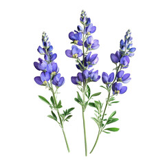 Fototapeta premium Delicate Monkshood flowers with vibrant purple petals arranged on a flat transparent background showcasing natures beauty, Monkshood flowers flattransparent background