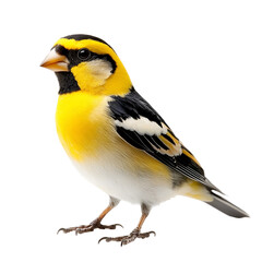 Fototapeta premium Yellowbreasted bird, vibrant plumage, detailed view, black background, avian wildlife, feathered fri
