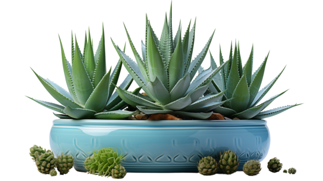 Green Agave in Teal Pot Succulent Home Decor, Botanical Arrangement for Indoor Spaces.