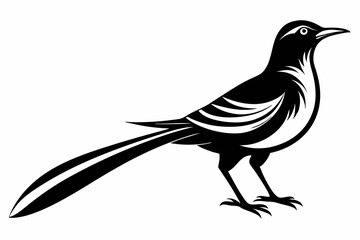 sunbird line art silhouette vector illustration