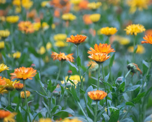 Orange and yellow Calendula flowers blooming in a garden, showcasing their vibrant colors and delicate petals.