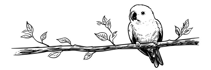 parrot on branch illustration doodle black vector ink sketch