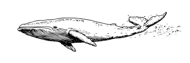 blue whale swimming in ocean, hand drawn vintage engraving © Kaz