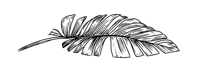 banana leaf with detailed texture, hand drawn vintage engraving