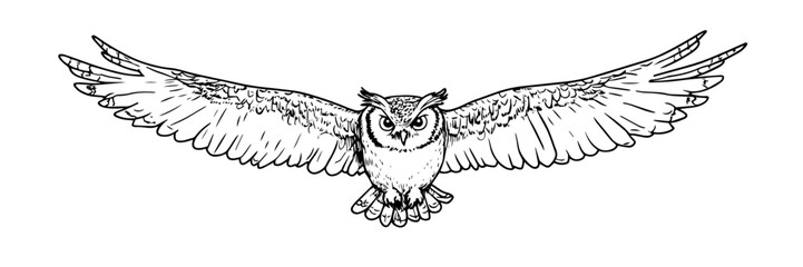 flying owl doodle black vector ink sketch © Kaz