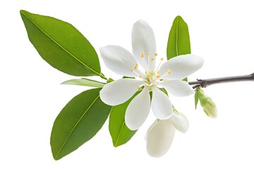 Orange blossom flower with green leaves on a branch, isolated on a white background. Detailed close-up with crisp focus and natural texture. Perfect for botanical and nature themes.