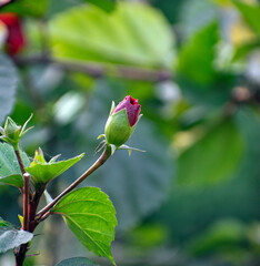 Common hibiscus flower buds in various stages of growth, showcasing their potential beauty.