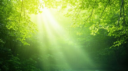 Obraz premium Sunlight Filtering Through Trees in Lush Green Forest Landscape
