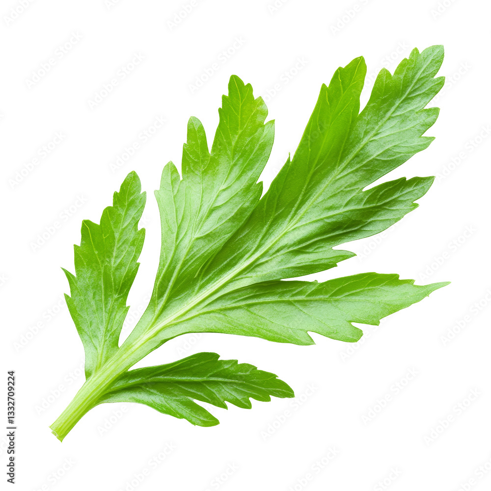 Aufkleber fresh celery leaf isolated on a transparent background, showcasing its vibrant green color and intri
