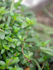 A Colombian Waxweed tree, showcasing its unique structure and vibrant green leaves.