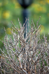 Dry small tree branches, showcasing the beauty of natural decay and the cycle of life.