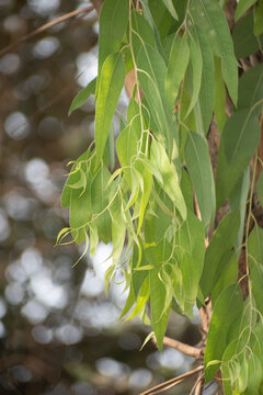 Green leaves of the Tasmanian bluegum Eucalyptus globulus, showcasing their lush and vibrant appearance.