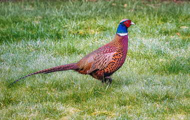 ein Fasan im Garten