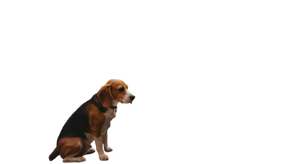 Beagle Puppy Sitting