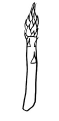 Asparagus. Vegetables. Hand drawn vector isolated sketch.