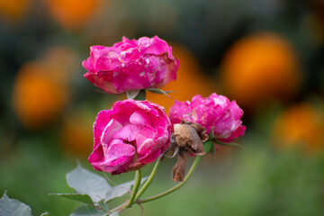 A Wichuras rose flower, showcasing its vibrant color and delicate petals.