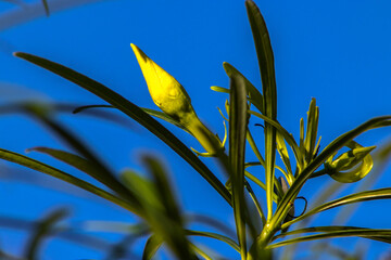 Fruit of the Cascabela thevetia is a poisonous plant native throughout Mexico and in Central...