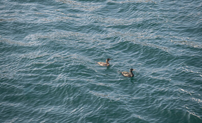 cormorants swimming in the sea. Phalacrocorax carbo.