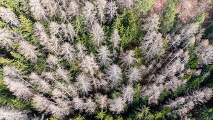 Lush Bavarian Forest in spring seen from above, displaying nature’s beauty in Germany