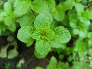 fresh mint leaves