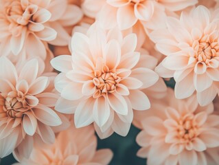 Fototapeta premium Soft Peach Dahlia Flowers with Delicate Petals Displaying Natural Beauty and Grace in a Floral Arrangement