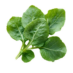 Fresh Green Mustard Greens, Leafy Vegetable, Isolated Background