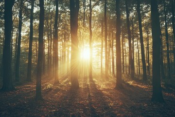 Sunlight filtering through tree branches
