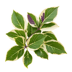 Obraz premium Variegated Plant Leaves Branch, Green, White, Botanical
