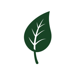 green plant isolated on white