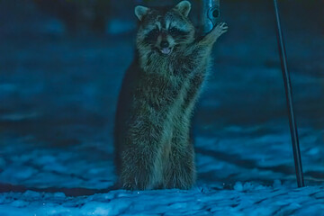 Raccoon at night in Winter