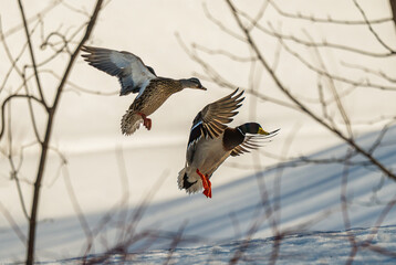 Mallard mates flying to snow