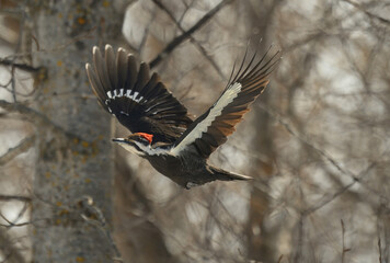 Pileated Woodpecker in flight