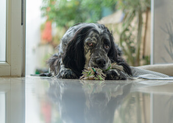 portrait of a dog