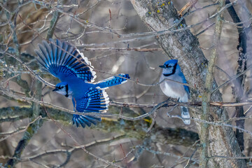 Blue Jay mates in bush