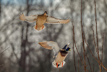 Mallards flying in winter