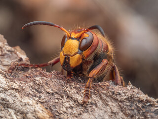 Detailreiche frontale Nahaufnahme einer europäischen Hornisse (Vespa crabro).