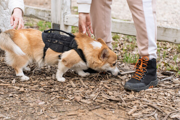 A small corgi dog wearing a black harness sniffs the ground while its owner interacts with it...