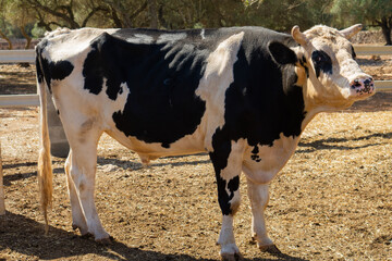cows in a farm