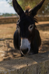 portrait of a donkey