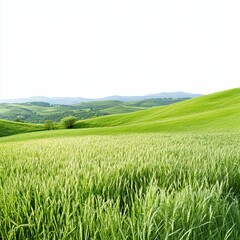 Fototapeta premium Lush Green Hills Under Clear Blue Sky in Serene Landscape