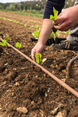 close-up of farmer's hands planting cuttings for production