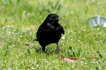 Corneille noire dans l'herbe en train de manger dans une barquette de restes de déchets alimentaires humains (Corvus corone)