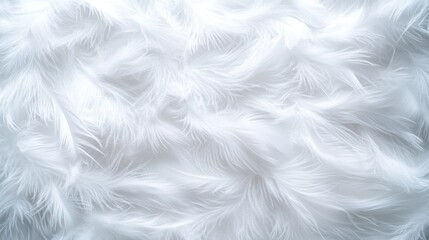 Obraz premium Soft White Feathers: A Textured Delight