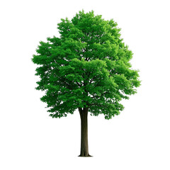 Tree with no background