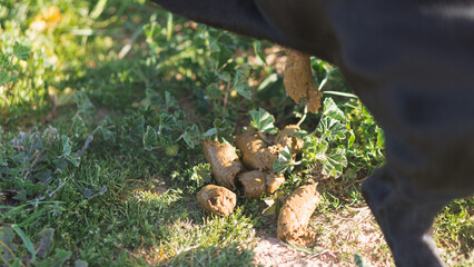 squirrel in the grass