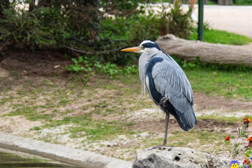 Héron cendré sur un rocher (Ardea cinerea)