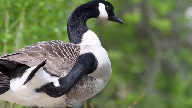 Duo de bernaches du Canada (Branta canadensis)