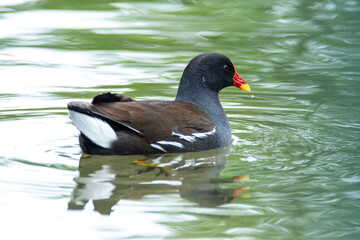 Poule d'eau nageant dans l'eau (Gallinula chloropus)