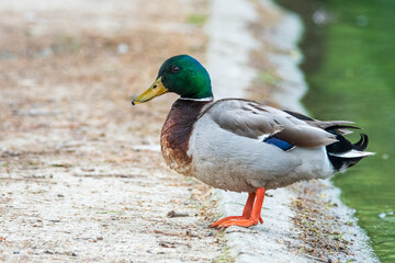 Canard colvert mâle debout au bord de l'eau (Anas platyrhynchos)