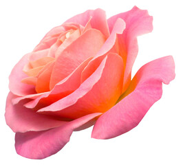Elegant pink rose isolated on a white background. Beautiful head flower. Spring time, summer....